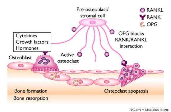 Οστεοπροτεγερίνη (OPG). Η Οστεοπροτεγερίνη δρα ως διαλυτός υποδοχέας του RANKL, που τον δεσµεύει και τον αδρανοποιεί.