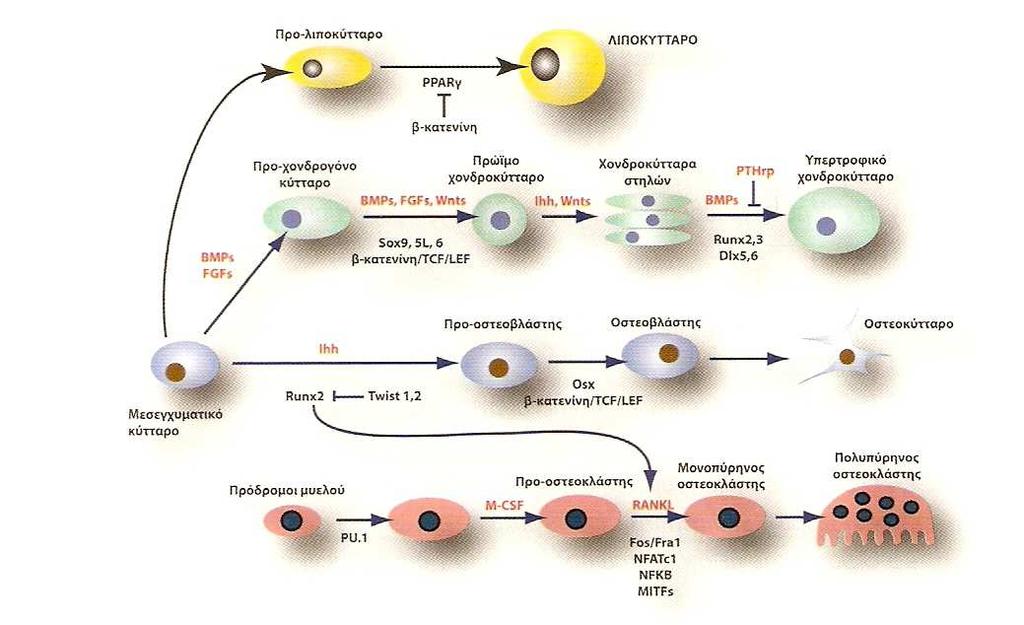 3). Η στράτευση των αρχέγονων πολυδύναµων κυττάρων στις διάφορες κυτταρικές σειρές εξαρτάται από τη δράση ορµονικών παραγόντων και κυτοκινών που ρυθµίζουν την έκφραση ειδικών, για την κάθε κυτταρική