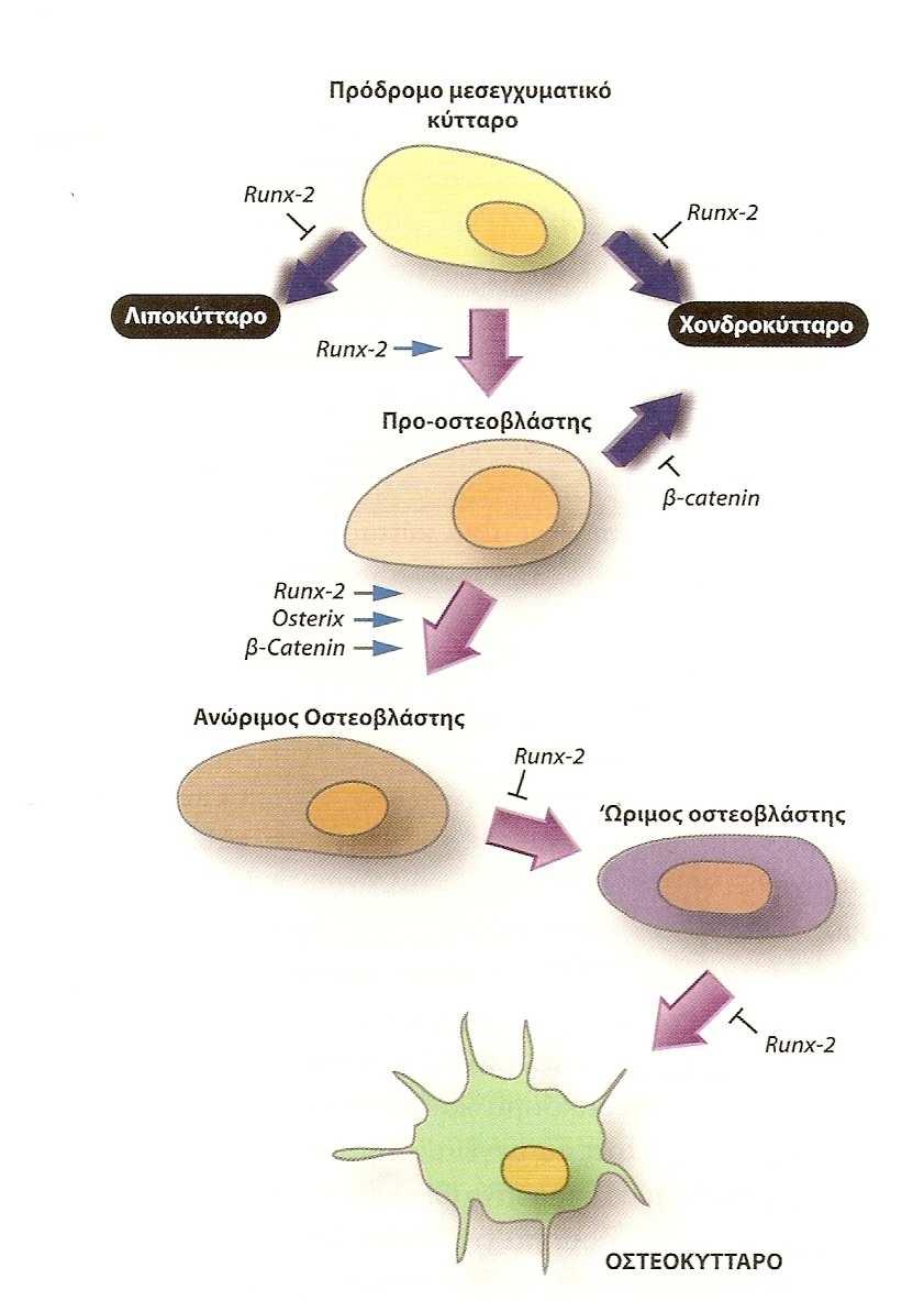 Εικόνα 5. ιαφοροποίηση οστεοβλαστών προς οστεοκύτταρα 16.