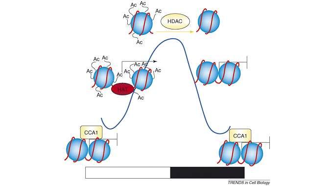 Εικ.Α. 13. Σχηματική αναπαράσταση του ρυθμικού ελέγχου της έκφρασης του TOC1. Η 24- ωρη έκφραση του TOC1 ελέγχεται από αλλαγές στη δομή της χρωματίνης στο γονιδιακό τόπο του TOC1.