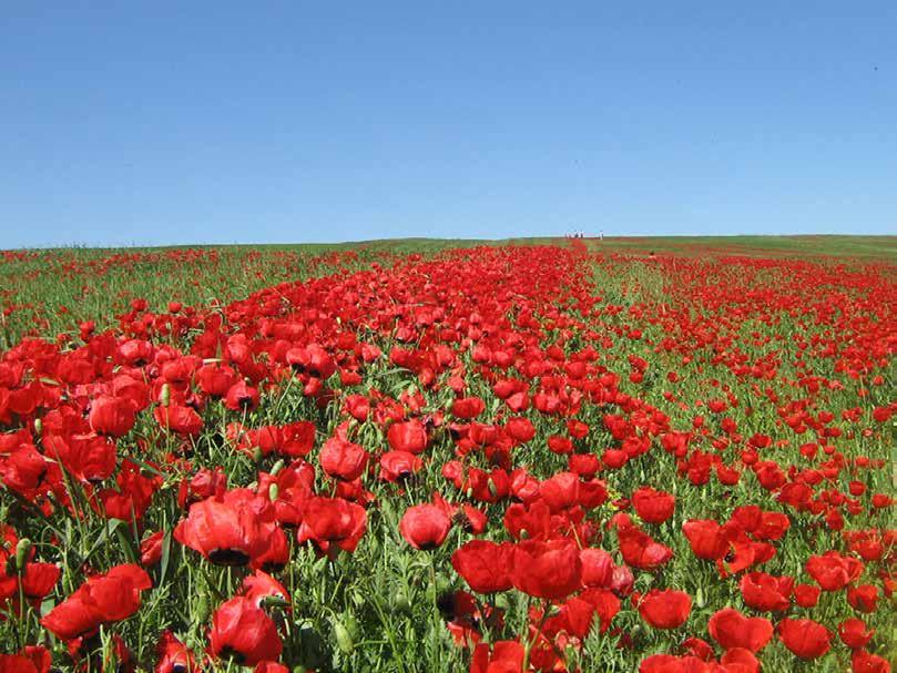 فصل : 6 ترکیبیات 4 در یک نوع ماشین حساب کوچک که دارای 0 کلید است برای انجام یک دستور خاص باید سه کلید مشخص با ترتیبی مشخص فشار داده شوند.
