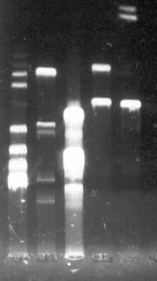 با وجود مشکل بودن کشت و استخراج DNA ژنومیک از قارچهای رشتهای این مطالعه نشان داد که روش سونیکاسیون و انجماد و ذوب در نیتروژن مایع میتواند به اندازه کافی DNA ژنومیک جهت انجام PCR در اختیار قرار دهد.