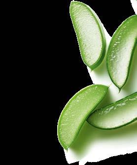 25 % Για ανοιχτόχρωμη, ευαίσθητη επιδερμίδα Aloe Vera Αντηλιακή Κρέμα SPF 50 Σετ 2 τεμ.