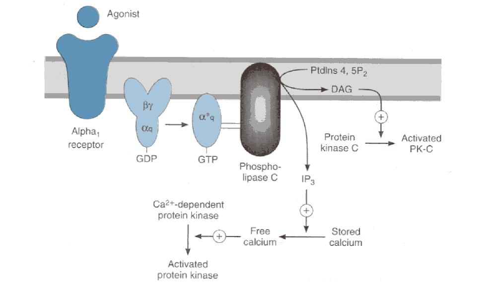 M 1 a M 3 receptor M 1,3 Zhoda s α 1