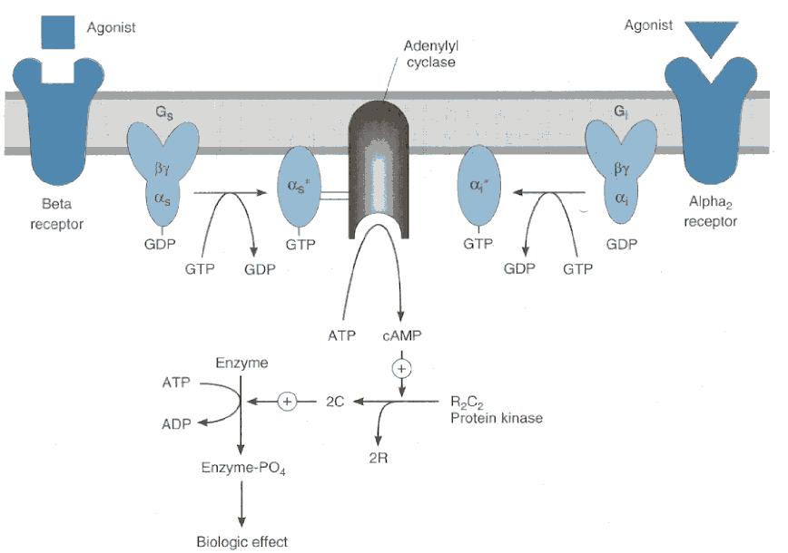 M 2 receptor M 2 Zhoda s α 2