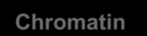 Chromatin