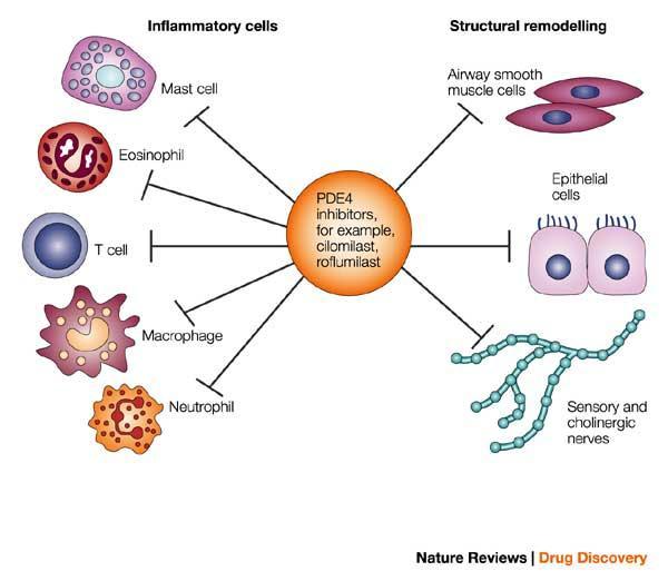 Barnes, Nature Reviews Drug Discovery 2004, 3,