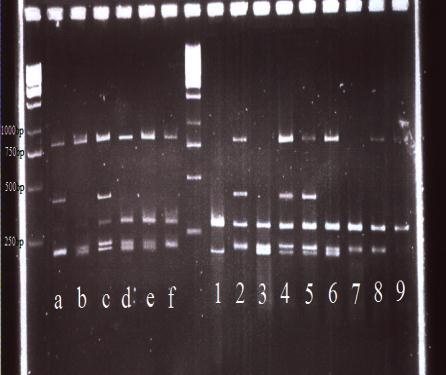 ثؼذ اص سؿیذ ثیبکششی یب دس هحیی یبی کیز ثؼیذ اص دش ػی اػیشخشاد DNA ثیب اػیشفذ اص کییز اػیشخشاد peq-lab آصهی ى singlepcr ثشای س س ثبکششی بی ه سد هطبلؼ طجیق دش سکیب صیش ا جبم ؿذ:ثؼذ اص ا جبمPCR )ؿشای