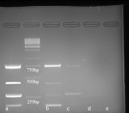 )279 د( شبیج PCR گش :C هبیک ثبکششی م) bp )186 کلجؼیال) bp bp(universal )816 427 ( د ه ک bp( )209 اػشبفیل ک 279bp( بحث دس اییي هطبلؼی هیب اص س ؽ MultiplexPCR ثیشای سیخیص وضهییبى اػییششدش ک ک عد ه ییی