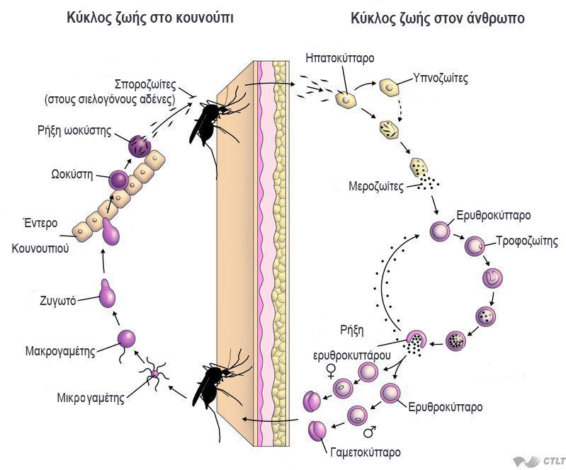 Τα ανωφελή ως διαβιβαστές της ελονοσίας Περίπου 40 είδη ανωφελών θεωρούνται ικανοί διαβιβαστές της ελονοσίας