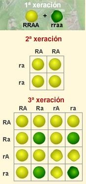 (1ª Lei de Mendel) Mendel combinou chícharos de distinta cor (amarelo e verde) e distinta textura (lisos e rugosos).