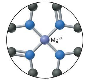 Mg 2+ jon kao