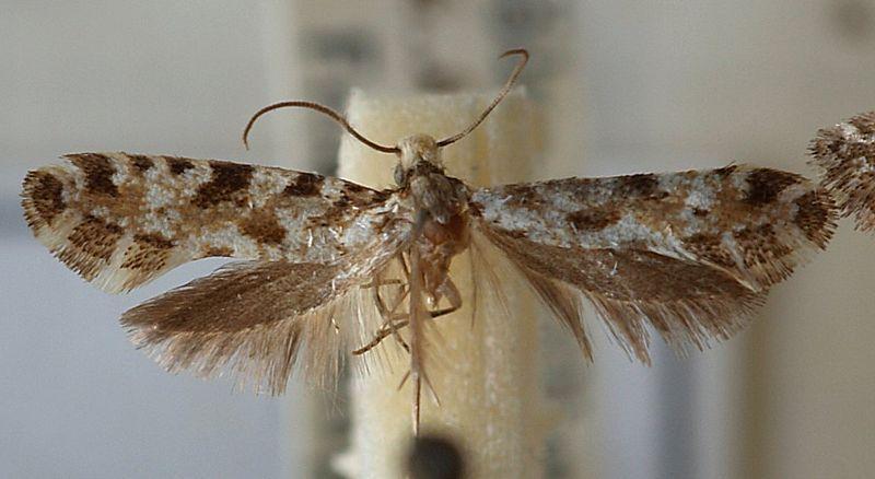 Οικογένεια Tineidae Tinea granella L., Εκτός από τους σπόρους σιτηρών είναι δυνατόν να προσβάλει και σπόρους ψυχανθών, άλευρα, ξηρούς καρπούς, τρόφιμα και ζωοτροφές.