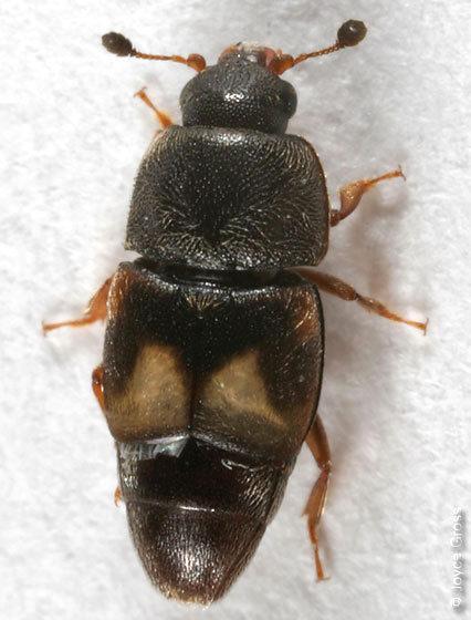 Οικογένεια Nitidulidae Carpophilus hemipterus (L.