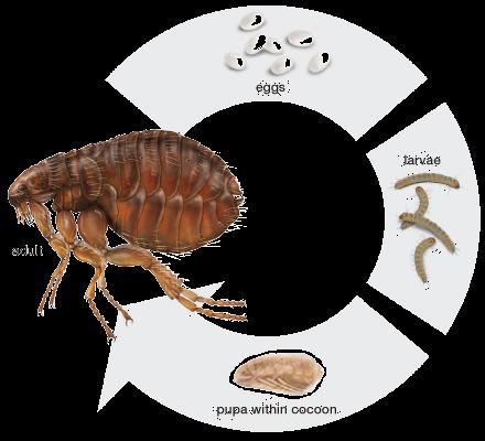 Τάξη Siphonaptera Ψύλλοι Ολομετάβολα Πεπλατυσμένα