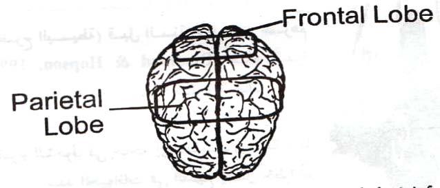 5- التفكير الرياضي والمخ: هناك العديد من التساو لات التي تطرح حول العمليات الحسابية وطرق معالجتها في المخ وكيف يقوم المخ بتجهيز العمليات الرياضية هل التجهيز يعتمد على التمثيليات اللغوية ا و المكانية