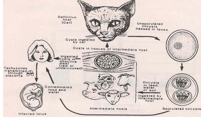 Macja Cistet ha macja Ocistet e pa sporoluar dalin jashtë me fekale Ciste meren nga ndërmjetësit Takizontët fetusi Mish infek Sporozoid ushqim, ujë Sporozoit ujë ushqim Infektohet fetusi Përbujtës