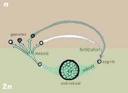 procesin e meiozës dhe transformohet në 4 qeliza.