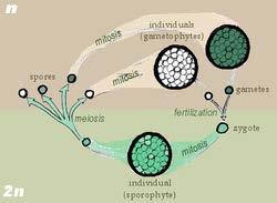 Në gjithë ciklin, zigotat janë të vetmet qeliza diploide, kurse mitoza ndodh vetëm në haploide. Kjo formë shumëzimi është karakteristike për protozoarët dhe myqet.