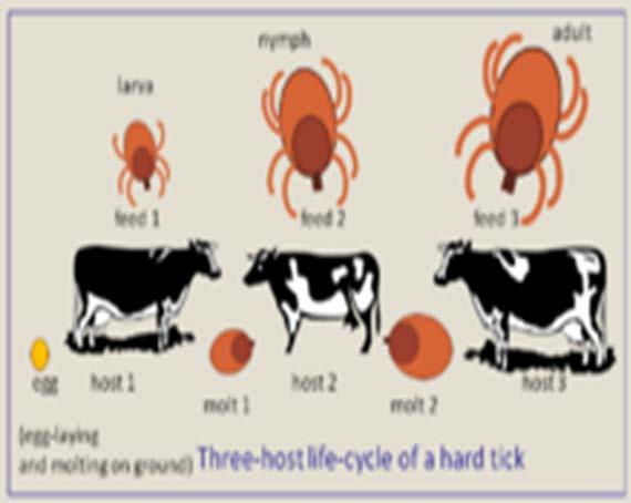 Figura 6/1 : Cikli biologjik me tre përbujtës Ndër llojet e Amblyommas më të rëndësishëm janë: 1-A.americanum që është e përhapur në USA, ishujt Karaibe dhe Afrikën e veriut. 2-A.