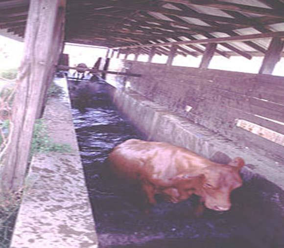 Fig. 6/7: Sistemi i sprucimit të lopëve për pastrimin e riqnave Tretësirat më të përdorshme janë: Permethrin është e efektshme ndaj rriqrave, mushkonjave, mizave.