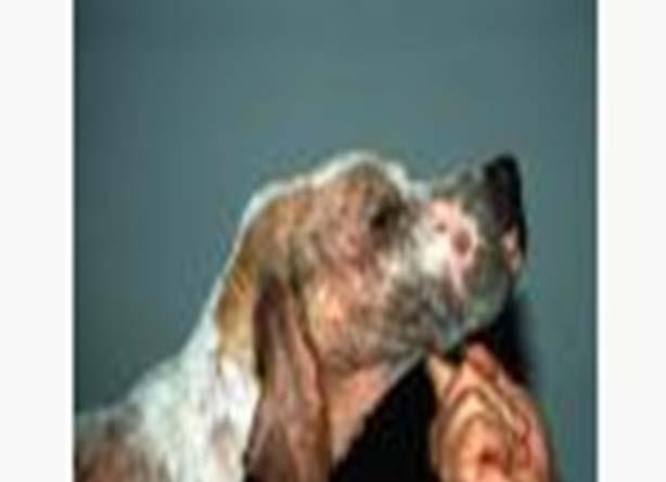 Sëmundja transmetohet lehtë nga kontakti midis qenve të sëmurë e të shëndoshë. Periudha e inkubacionit luhat nga 10 ditë deri në 8 javë.