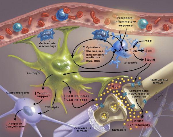 Слика 5. Инфламација и централни нервни систем (адаптирано по Gladkevich et al. (21)) Knight 1982.