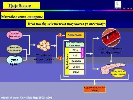 Слика 8. Дијабетес мелитус, метаболички поремећаји и последице (адаптирано по Aldahl et al. 2003.