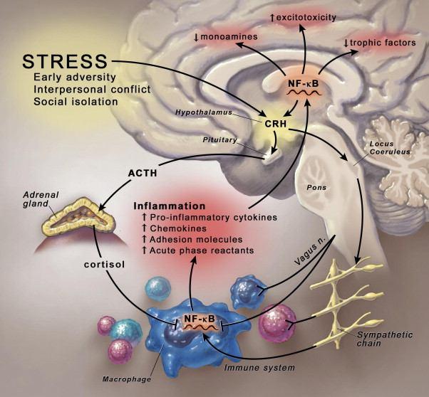 Слика 12. Утицај стреса на ниво кортизола и инфламаторне процесе (Beck, 2000.