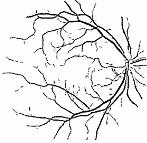 Chutatape, and S. M. Krishnan. Detection and measurement of retinal vessels in fundus images using amplitude modified second-order gaussian filter.