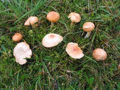 16. Hygrocybe pratensis (Pers.