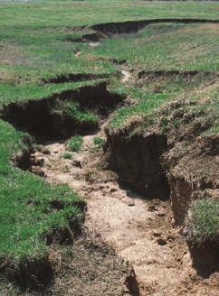 12 МЕРКИ ЗА СПРАВУВАЊЕ СО ЕРОЗИЈАТА ВО ЗЕМЈОДЕЛСТВОТО глинести и потешки почви кои се подложни на ерозија. Браздестата ерозија најчесто се јавува по целата должина на наклонот, слика 4.