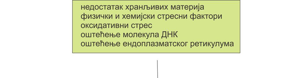 Слика 2. Унутрашњи пут апоптозе (79-86).