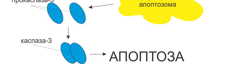 инхибицији проапоптотичних протеина као што су Bax и Bak.