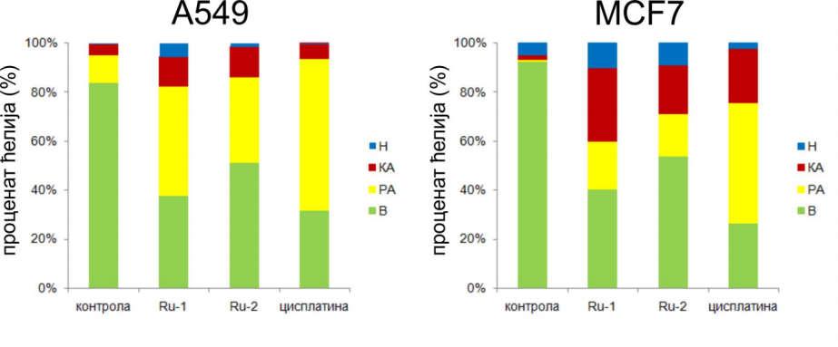 Графички приказ процента вијабилних, апоптотичних и некротичних ћелија након третмана IC 50 концентрацијама комплекса рутенијума Ru-1 и Ru-2, као и цисплатине на А549, MCF7, HeLa и Hs 294T туморскиим