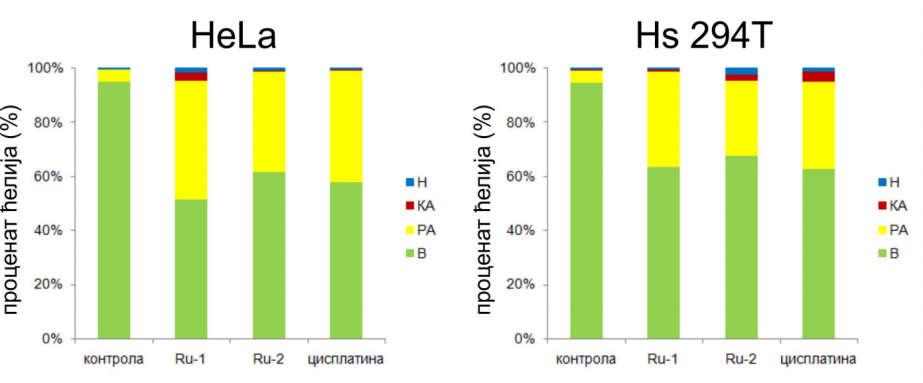 Проценат вијабилних, апоптотичних и некротичних туморских ћелија А549, MCF7, HeLa и Hs 294T након 24-часовног третмана IC 50 концентрацијама комплекса рутенијума Ru-1 и Ru-2 и цисплатине у поређењу