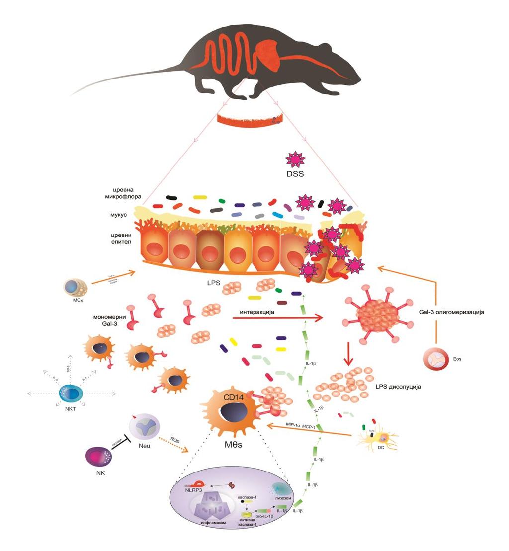 ДИСКУСИЈА Слика 25. Улога и значај Gal-3 у патогенези акутног колитиса. Мономерни Gal-3 реагује са гликанима из агрегата LPS-а.