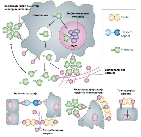УВОД Слика 6. Галектини унакрсно повезују површинске гликопротеине и тако формирају решеткасту формацију на површини ћелије.