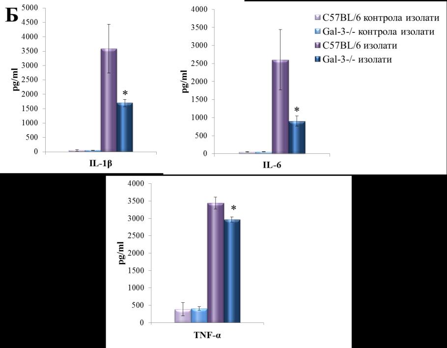 РЕЗУЛТАТИ Фигура 2. Вредности концентрација цитокина у серуму и у изолатима ткива колона C57BL/6 и Gal-3 -/- мишева. А.
