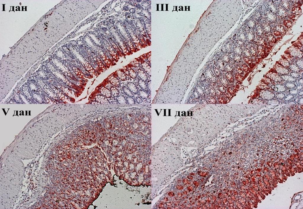 РЕЗУЛТАТИ Док се првог дана уочава релативно мали број епителних ћелија позитивних на Gal-3 у неизмењеним криптама трећег дана број оваквих ћелија расте да би се петог дана овом повећању експресије