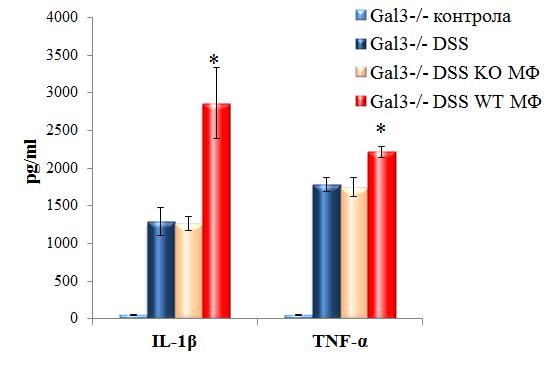 Концентрације IL-1β и TNF-α у серуму Gal-3 -/- мишева, који су примили макрофаге изоловане из здравих C57BL/6 мишева су биле статистички значајно веће него концентрације истих цитокина у мишева