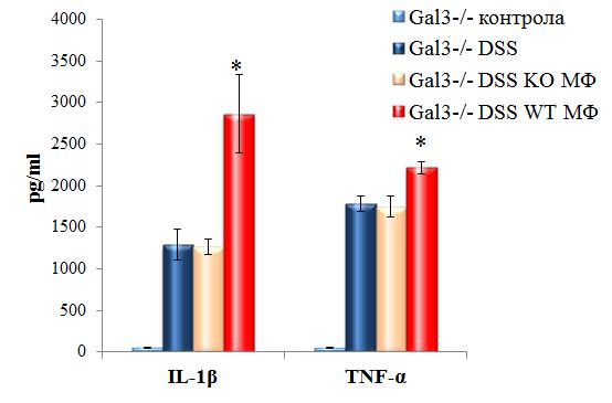 Концентрације IL-1β и TNF-α у серуму Gal-3 -/- мишева, који су примили макрофаге изоловане из здравих C57BL/6 мишева су биле статистички значајно веће него концентрације истих цитокина у мишева