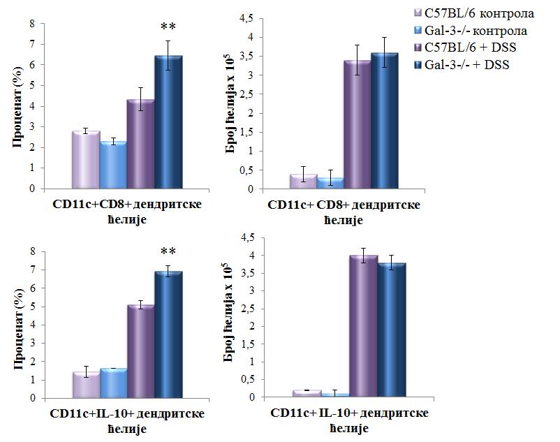 РЕЗУЛТАТИ Процентуална заступљеност CD11c+CD8+ као и дендритских ћелија које продукују IL-10 је била статистички значајно већа у Gal-3 -/- мишева, иако значајне разлике у апсолутним бројевима нису