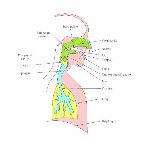 Speech Production Mechanism J.R.Deller Jr,J.G.Proakis, J.H.L.