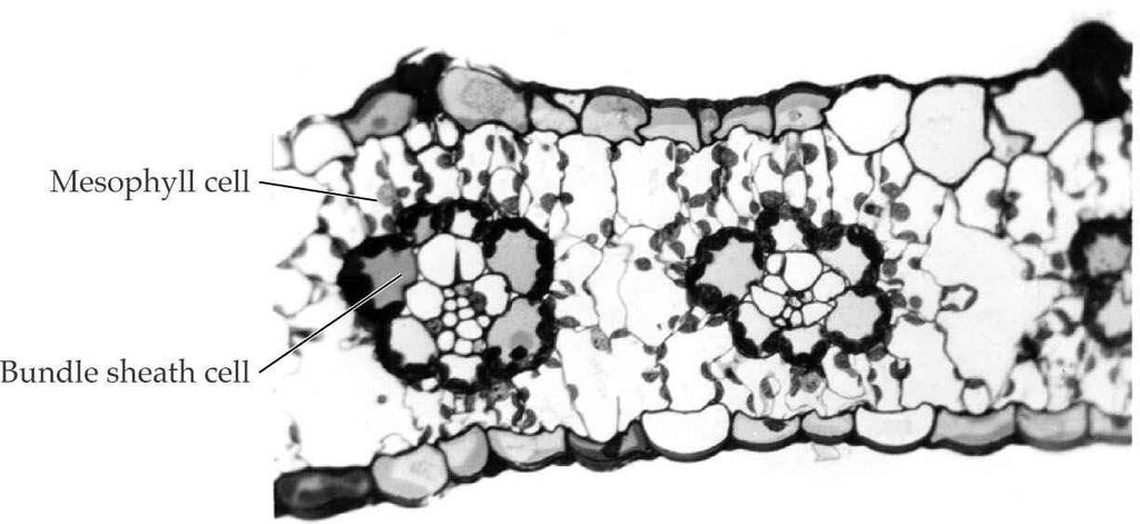 Navadne celice mezofila Celice ţilnega ovoja z agranularnimi kloroplasti in delno