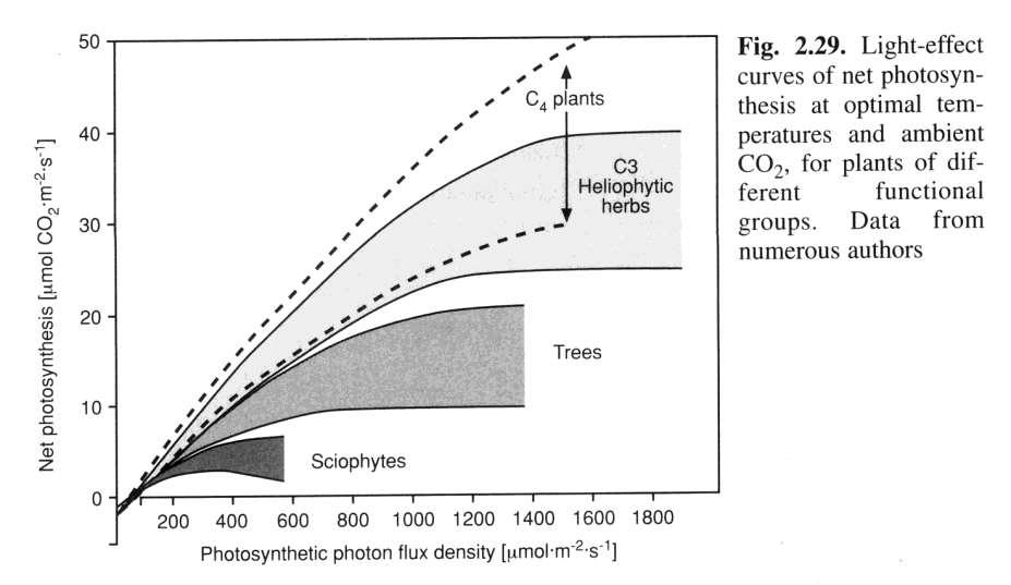 Svetlobne krivulje netofotosinteze rastlin različnih funkcionalnih