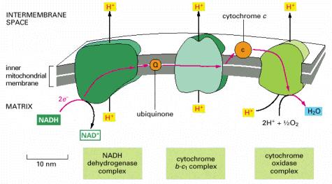 Translokacija protona se dešava na tri mesta u respiratornom lancu, u kompleksima I, III i IV Smatra se da prolazak jednog para elektrona kroz cjelokupni