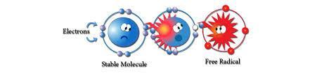 Slobodni radikali - atomi, atomske grupe ili molekule koji imaju jedan ili više nesparenih elektrona nestabilni i reaktivni Reaktivne vrste nastaju u toku metabolizma kiseonika, azota, organskih