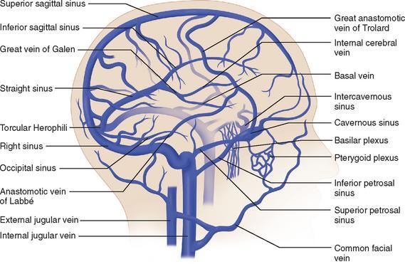 се у кранијалне венске синусе. Већина церебралних вена се на крају дренира у трансверзални и сигмоидни синус на бази мозга, а они у VJI.