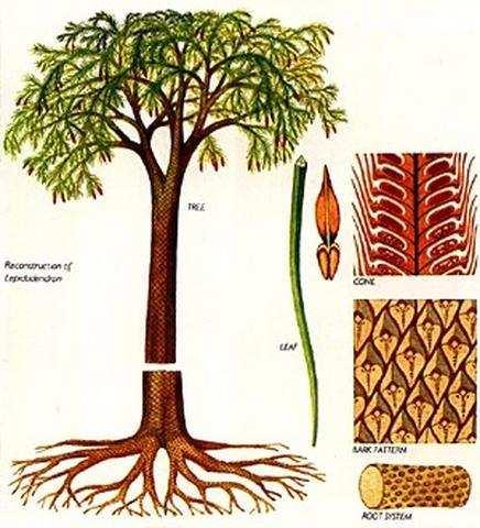Lepidodendron fosílny